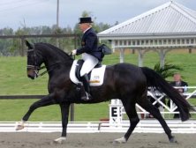 The Virtual Equestrian - Auctio...