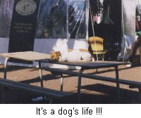 dog's life.jpg (10816 bytes)