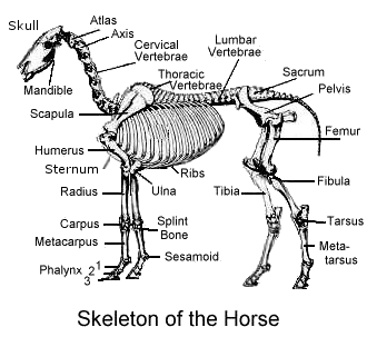 Cyberhorse Guide to Horse Health - The Basis of the Skeletal System