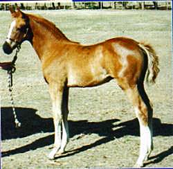 ccfoal2250.jpg (14193 bytes)