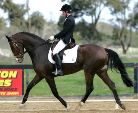 top level competition horses. W...