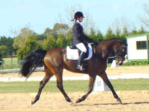 dhpkavalier1.jpg (20602 bytes)