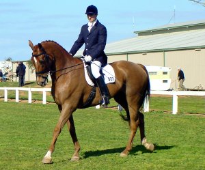 dtimbertop1.jpg (23351 bytes)