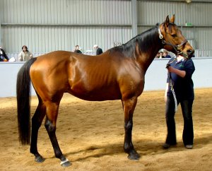 sbyalmurtajaz.jpg (21991 bytes)