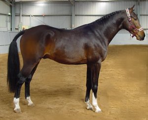 sheartbreaker1.jpg (17295 bytes)