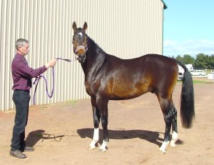 sheartbreaker2.jpg (18073 bytes)