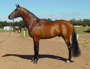 sjbromage2.jpg (16263 bytes)