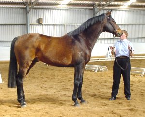 sshaz1.jpg (22902 bytes)