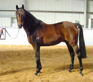 sshaz2.jpg (22292 bytes)