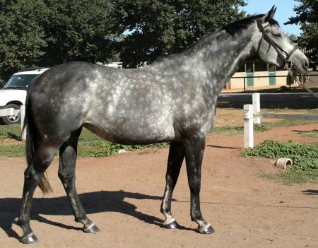 dapple grey mare