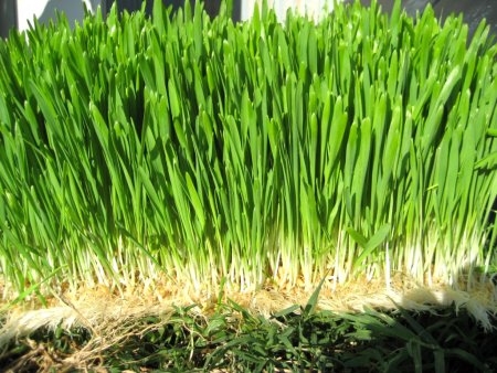 Green Feed