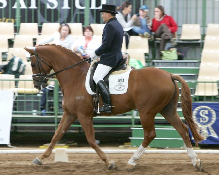 Image Result For Hanoverian Horse Society Gb Image Result For Hanoverian Horse Society Gb