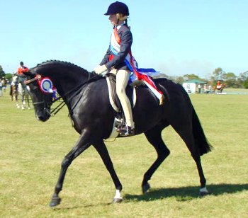 champs12.jpg (27355 bytes)
