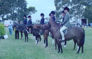 1smallponies1.jpg (15520 bytes)