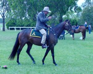 1stockhorse1.jpg (18668 bytes)